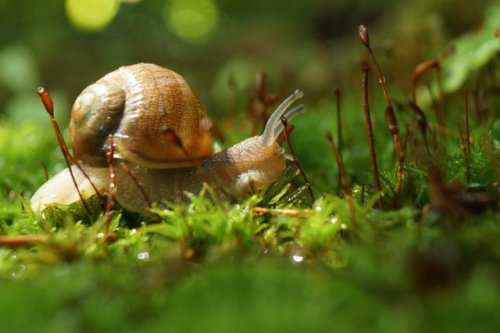 Young Vineyard Snail [OC] [1100x732]