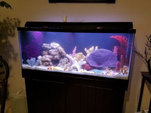 A little fish only saltwater tank I redecorated for a client :)