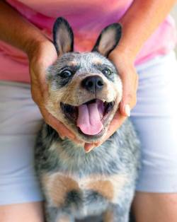 awwww-cute:  Happy face bluey (Source: http://ift.tt/1OkEGwI)