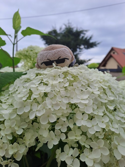 Albert Tsum Enjoying Some Flowers