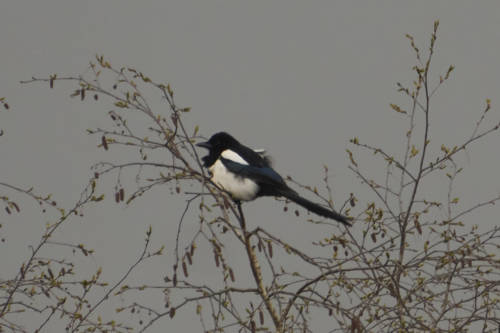 Magpie