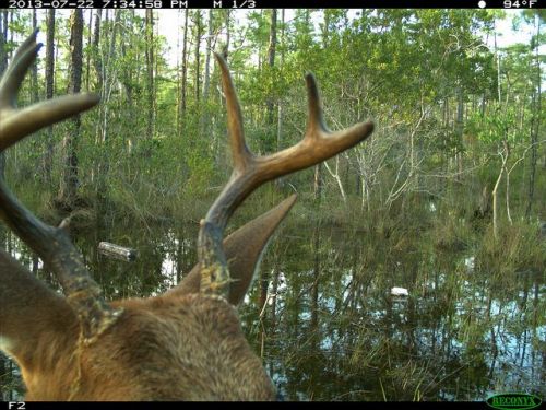 trailcams