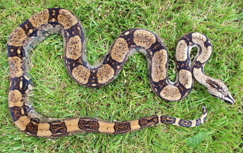 The beautiful oddball is still one of my top favorite boas in my collection. Judith, Bessette-line P