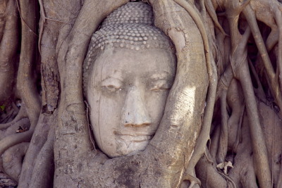 Ayutthaya, Wat Mahatat, Buddha head, Thailand