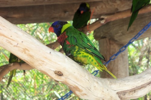   Went to the Long Beach Aquarium and saw a lot of awesome underwater creatures and met Lorikeets birds.    This dude kept peeking out from behind this small branch at us, almost shy but curious.    This dude (or dudette) kept flirty with us. He would