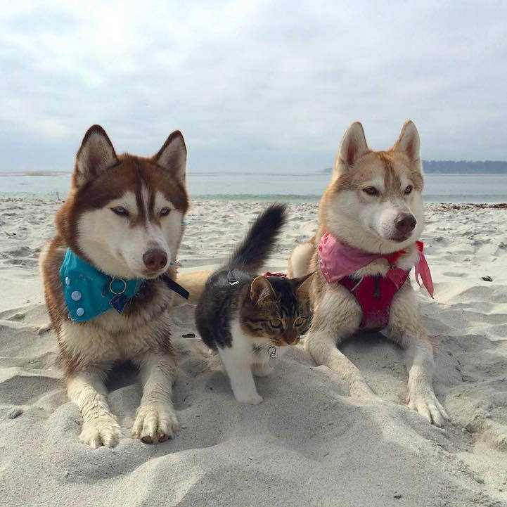 bobbycaputo:    Three Huskies Are Inseparable Best Friends with a Dying Kitten They