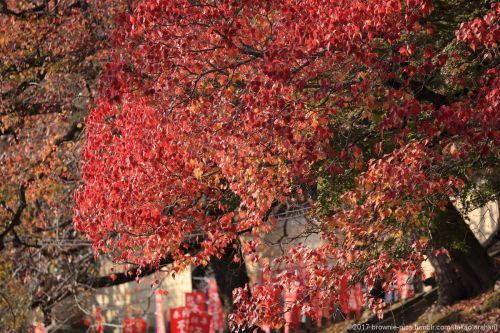 ’21.11.20 手向山八幡宮参道、東大寺南大門付近、春日大社参道、興福寺にてこの日のシリーズ、そろそろ締めます。気が付けばお昼過ぎ。お腹も空いたのですが参道の茶店は観光客で大繁盛。混んでるので撮り