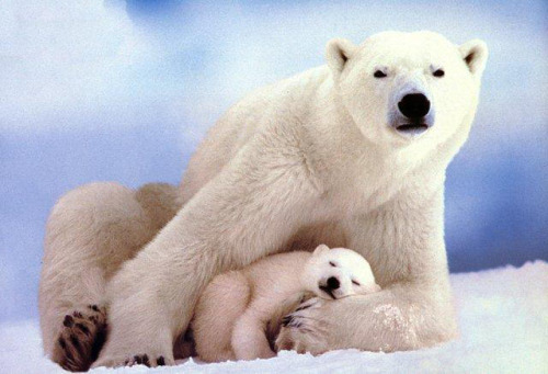 Baby Animal Posts
