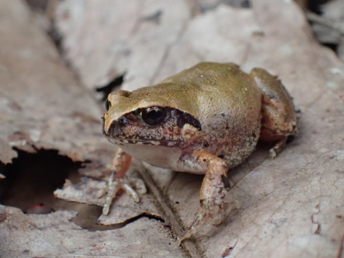 Examine the digits of the common squeaker [Arthroleptis stenodactylus], a species native to Sub-Saha