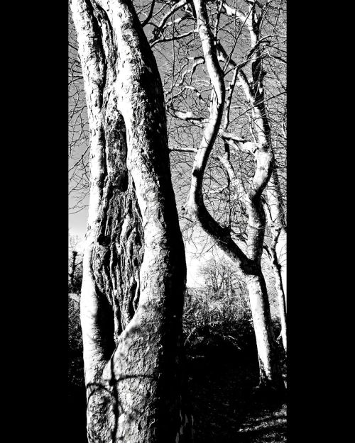 pepitoblack:  L'arbre blessé * #arbres #árboles #trees #platanes #nature #naturebnw #bnw #bnwpic #be