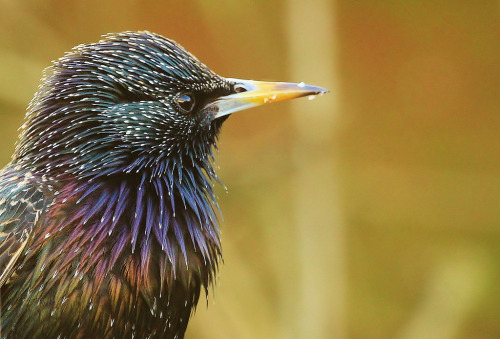 Common Starling (Sturnus vulgaris) &gt;&gt;by Nick Brischuk