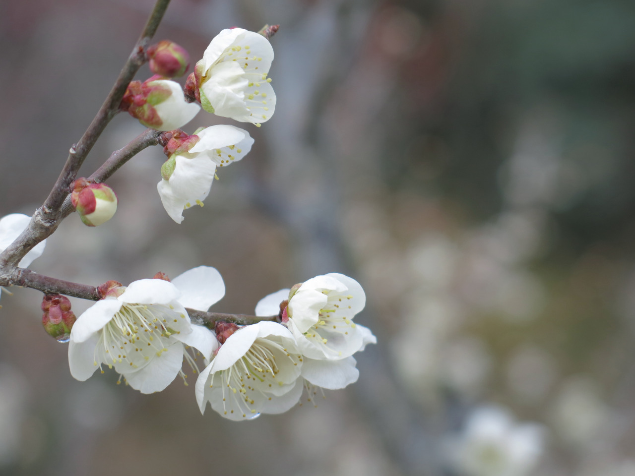isao-takeda:2015年3月14日　兵庫県立フラワーセンター　兵庫県加西市