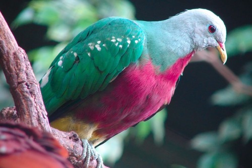 celestialcreamcheese:Fruit dove appreciation post! These are my favourite kind of bird, they look like they were painted💖