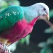 celestialcreamcheese:Fruit dove appreciation post! These are my favourite kind of bird, they look like they were painted💖