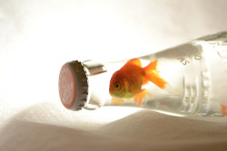 alessaluevano:  fish in a bottle | Tumblr