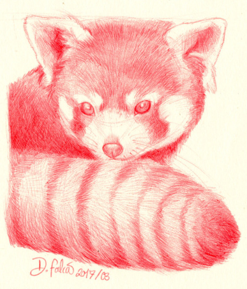 Sketch request for Patron. :) Love drawing fur with Bic. Red Panda.I am doing sketch requests for 5 