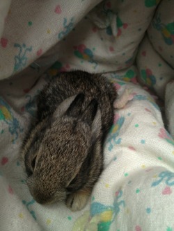 kaibutsuko:  bunnybabies:  critiquethegeek:  So my mom brought this baby bunny in while Bill mows the yard. They tell me the mother was nowhere in sight but I’m still suspicious. You can’t just touch a baby bunny and expect the mom to take it back.