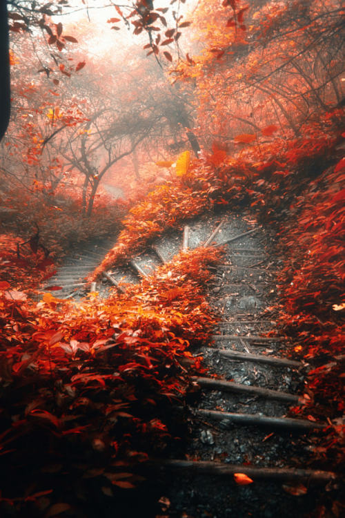 drxgonfly:The Abandoned Path (by Hanson Mao(毛延延))Taichang, Taiwan