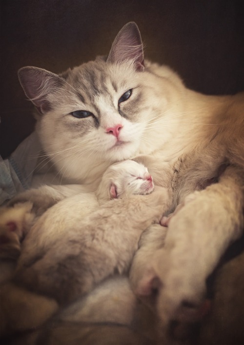 mel-cat:Newborn ( via Halina Hermanson )