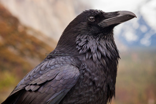 josefinejonsson: This raven needed a post for its own.Enjoy, Common raven standing before tunnel vie