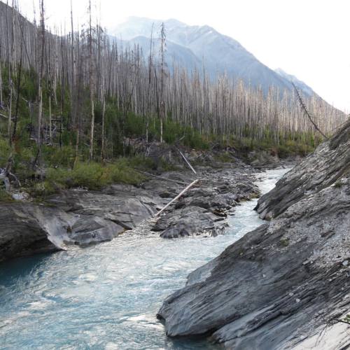 Rising from the ashes, a forest is reborn. #kootenaynationalpark #bc #forestfire #explore #hiking #n