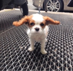 animal-factbook:  When standing over metal grates, some dogs imitate the iconic Marilyn Monroe image with their ears. 