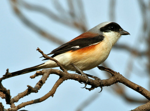 Bay-backed shrike (left) and southern grey shrike (right).