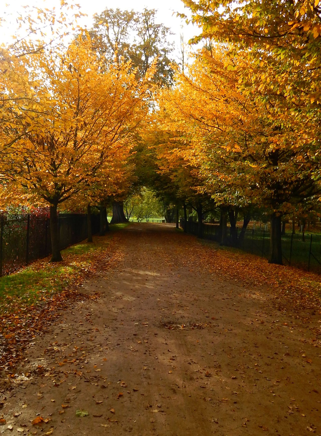 fuckitandmovetobritain:  Great Britain  [6] - Autumn - Hampstead Heath, Llanrwst,