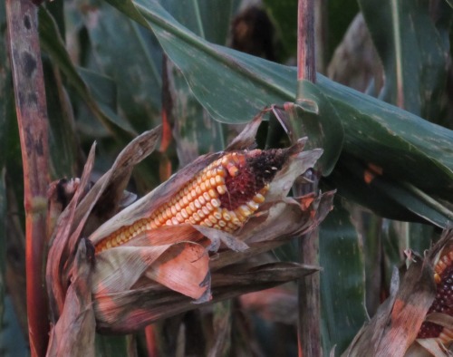 The day’s last light on the corn.