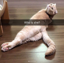 babyanimalgifs:  Cat snaps