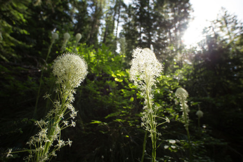 lobo-de-luna:Bear grass is so cool