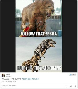 lolfactory:  A Trio of Zebras Had a Great