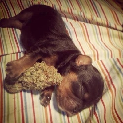 smokeshopofficial:  fastestslothalive:  >FREE WEED< Submit your weed pics here  Check out our Smoke Shop for Cheap Weed Accessories >bongs, pipes, papers, weed clothing>http://www.smokeshopofficial.com/ :)  Lol