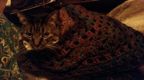 Shawl status: slightly over halfway done, Good cat cape/blanket.