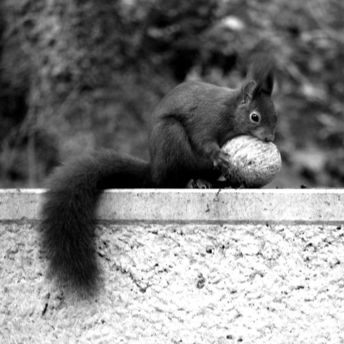 Hauptfriedhof Erfurt. #eichhörnchen #squirrel #hauptfriedhoferfurt #friedhof #friedhöfe #friedhofsfo