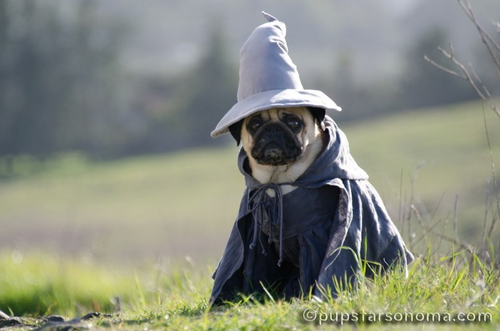 bax16:  advanced-procrastination:  share:  can we just take a moment to appreciate pugs  I mean c’mon look at these cute  stupid ass  lil mother truckers  I want 50       SO! MANY! GIZMOS!!!1!11!  Haha makes me miss Bullet 