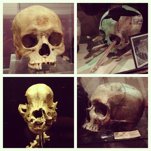 swanboobs:  It’s been a skully museum kinda day 💀💀💀 #ashmolean #pittrivers #skulls #skull