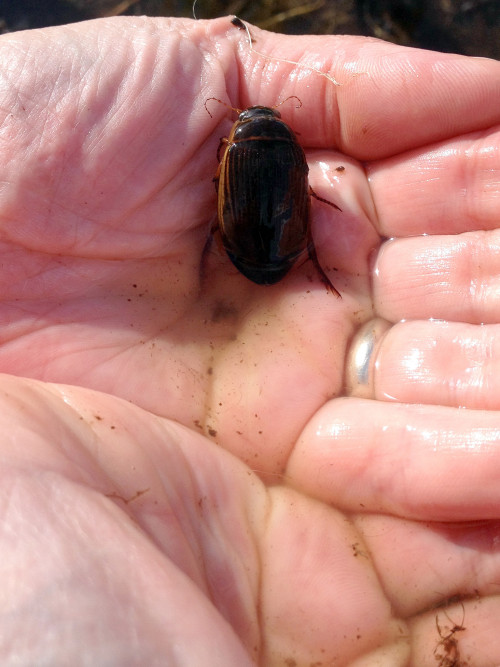 Another pond resident &ndash; a great diving beetle. I thought it was a frog when I first saw it