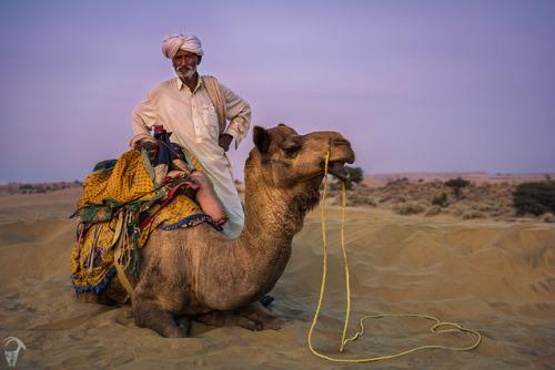 Sam Dunes, RajasthanThe beautiful dunes of the Thar desert and cameleer and his camel resting at sun