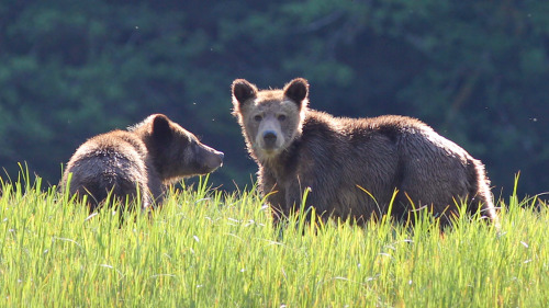 Conservation groups in Canada are buying up the country’s hunting licenses. And the government is in