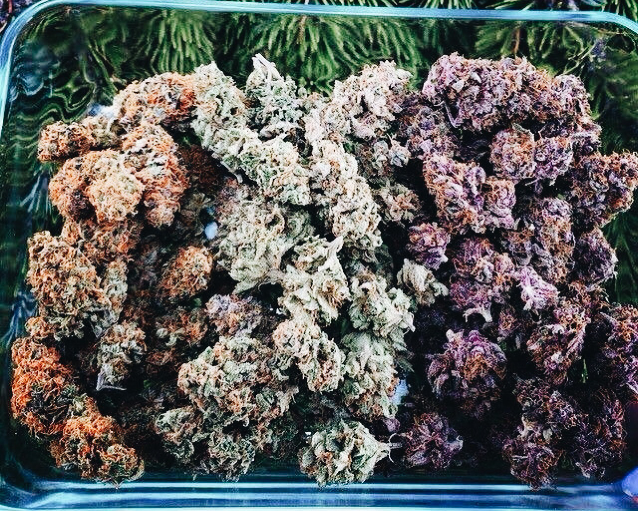 roll-it-smoke-it:the dream haze