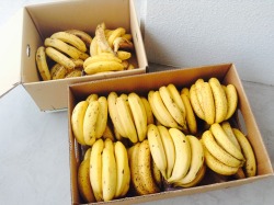 blissfulhealth:  fruitjuseyo:  moving to banana island until i can afford something else bye   ♡