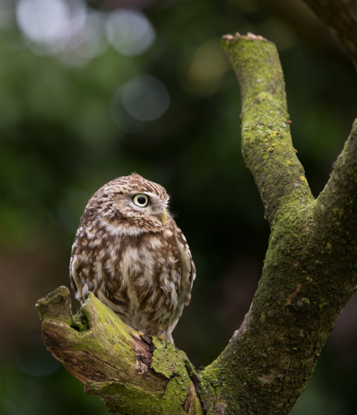 isawatree:Little Owl by Trev Wilson