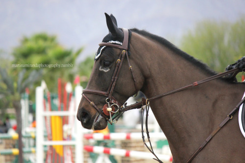 white tears, HITS Thermal 2014, Week 5 (This horse&rsquo;s markings were SO cool!)