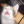 rohypenol:here’s some cat memes i made bc i’m upsetti 