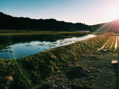 The rice fields are soaking and all the green is coming back!