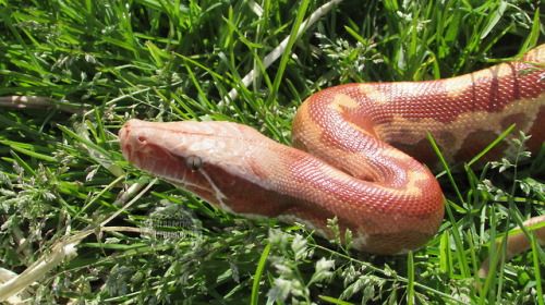 menagerieherpetology:Jubilee, T+ Albino blood python (Python brongersmai).