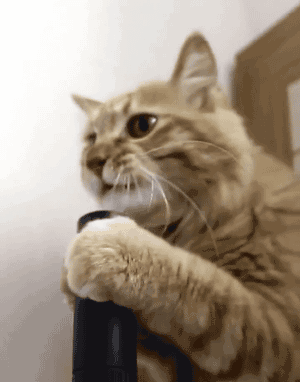 Cat Gifs