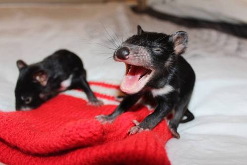 Porn Pics catsbeaversandducks:Tasmanian Devil Babies!There’s