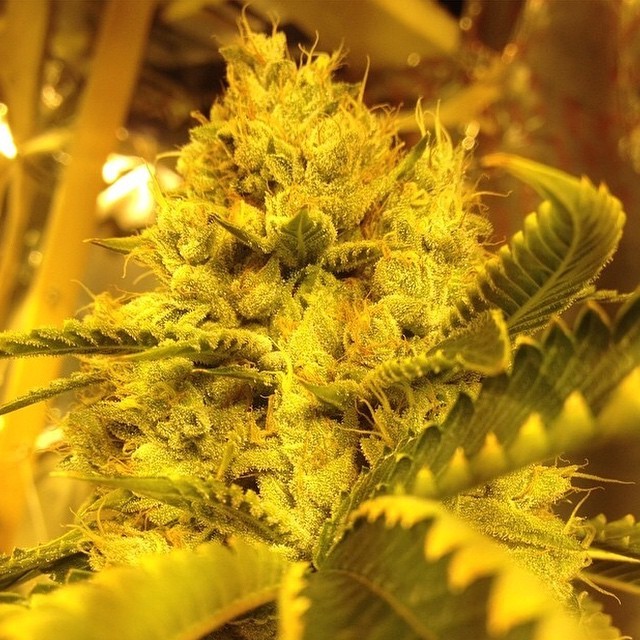weedporndaily:  Fresh batch of award-winning Og kush from @kushco Rise &amp;